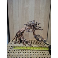 Bonsai Aquascape Medium