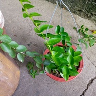 【hot sale】 Hoya Cumingiana/Hoya Millionaire Plant