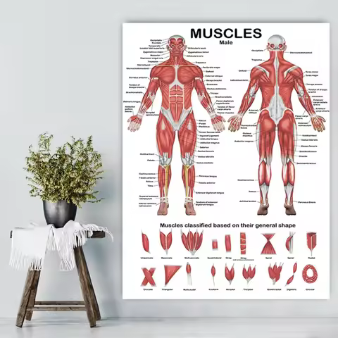 Professional Human Muscular System Anatomical Chart Human Muscle Anatomy Poster for Education Lectur