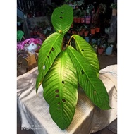 Rhaphidophora Foraminifera Monstera (Rare Monstera)