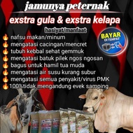 jamu sapi dan kambing nyeor ejuh untuk mencegah virus penyakit PMK