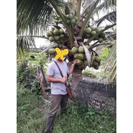 Benih Kelapa Pandan/Ready stok/Pokok Rendah Berbuah