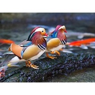 - Telur Bebek Hias Mandarin Duck '