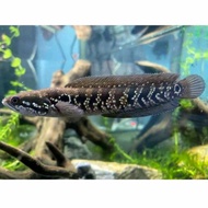 chana asiatica WS/White spot pure 4-6cm