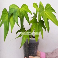 Anthurium Pedatoradiatum / Anthurium Jari / Anthurium Batman