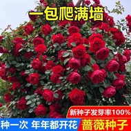 Rose Seed Four Seasons Sowing Big Flower Rose Climbing Vine Rose Seed Climbing Vine Climbing Support