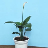 Peace Lily spathiphyllum ornamental flower plant for indoor