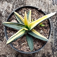 tanaman hias Gasteria Varigata Tanaman hiasan Gasteria Langka viral