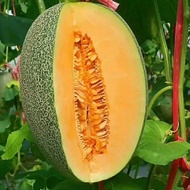 Cantaloupe Seeds Four Seasons Fruit Melon Seeds Balcony Daejeon Potted Fruit Cantaloupe Seeds Wholes