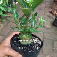 BONSAY ADENIUM-tanaman bahan bonsai adenium kamboja jepang