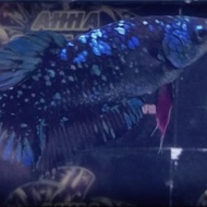 ikan cupang female avatar gordon