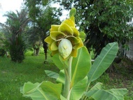 10 เมล็ดพันธุ์ Home Plant Seed กล้วยผา กล้วยโบราณหายาก กล้วยมงคลต้นใหญ่ทรงพุ่มฟอร์มใบสวย (Ensete superbum) มีคู่มือพร้อมปลูก อัตรางอก 80-85%