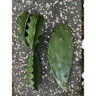 Cactus Bunny Ears + Cactus Euphorbia Combo