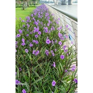 ANAK POKOK RUELLIA PURPLE BERPOLIBAG