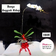 bunga anggrek hidup / bunga anggrek / vas bunga anggrek / pot anggrek