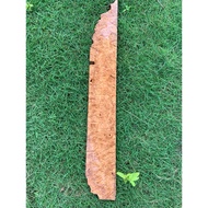 Burl wood 55x9x1