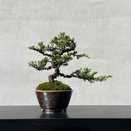 小品盆栽-宮阪系魚川真柏 盆景 送禮