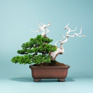 【日本進口盆景】系魚川真柏 精品盆栽 送禮推薦