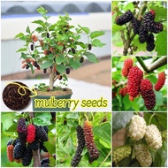 [100% Original Seed] Fresh Mulberry Seeds for Planting (300pcs seeds) Dwarf Fruit Trees Plants Organ