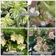 Pokok bunga wangi creeper kesidang / kerak nasi/ tikam seladang biasa,  batik (variegated breadflowe