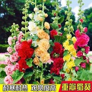 現貨  特價 小欣種業重瓣蜀葵花種子籽子四季開花室外花籽易活花卉種籽陽臺庭院花種孑