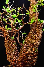 (425) 雙頭滿瘤列加氏漆樹　The elephannnt tree/ Operculicarya decaryi /  塊根植物 Caudex / 另售象牙宮、龜甲龍、念珠橄欖、橄欖樹、象足漆樹