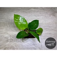 (Live Aquatic Plants) Anubias Barteri Var. Nana On Wood