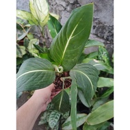 Aglaonema live plants