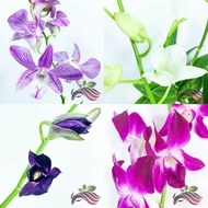 [Flower] Dendrobium Orchid by LS Group