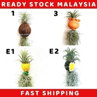 ⚡ Air Plant Tillandsia Hanging Plant Home Deco Airplant Ionantha + Spanish Moss + Pot