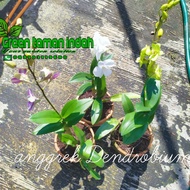 tanaman anggrek|Anggrek Dendrobium berbunga