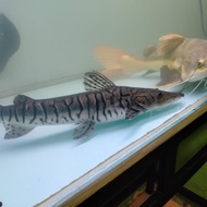 Hiasan Aquarium Ikan Tiger Catfish TSN BIG SIZE Jumbo
