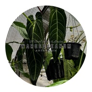 [Anthurium] Warocqueanum Queen Dark Form Home Plants 黑窄火鹤后