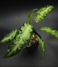Aglaonema pictum tricolor 迷彩粗肋草