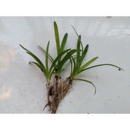 Dwarf Sagittaria Subulata 小水兰 Aquatic Plant [3PCS] [Emerge] [Low Tech]