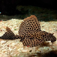 High fin Spotted pleco (6cm-7cm) /spotted sucker fish / high fin red pleco / hi fin red pleco / Plec