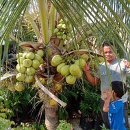 bibit kelapa hijau NIAS