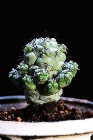 396 帝王丸　Ortegocactus macdougallii  / 塊根植物 Caudex / 龜甲龍、索馬里葡萄甕、念珠橄欖都有賣