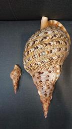 大法螺Charonia tritonis 15吋XL及迷你幼貝 共計販售2顆 海洋四大名螺貝殼海螺標本鸚鵡螺唐冠螺萬寶螺