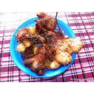 1kg UBI ITIK UBI GADONG UBI TOROK UBI TOKROK sedap makan rebus panas2