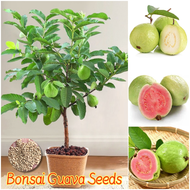 ปลูกง่าย เมล็ดสด100% เมล็ดพันธุ์ ฝรั่ง บรรจุ 100เมล็ด Bonsai Guava Seeds Fruit Seeds for Planting  เมล็ดฝรั่ง บอนสี เมล็ดผลไม้ ต้นไม้ผลกินได้ เมล็ดพันธุ์ผัก พันธุ์ไม้ผล บอนไซ ต้นบอนสี เมล็ดบอนสี ต้นผลไม้ ต้นไม้แคระ ผลไม้อร่อย เมล็ดดอกไม้ Potted Plants