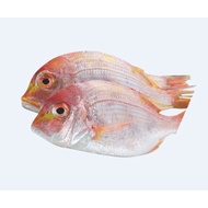 澎湖赤宗魚(2P)250g~300/包