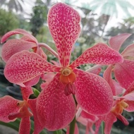 Mokara orchid seedling plant (Red) 莫氏兰Anak pokok orkid.