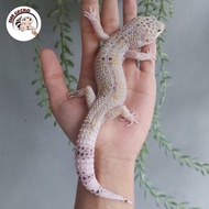 Wy Tug Snow Leopard Gecko - Gecko Leopard