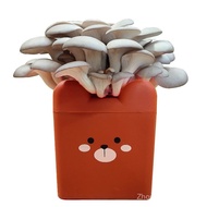 [HTK2024People]Pleurotus Cartoon Boxed Mushroom Growing Kit Mushroom Mushroom Kit Balcony Mushroom M