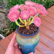 [6334People Collection]Pink Begonia Master Small Old Pile Succulent Plant Indoor Balcony Beautiful R