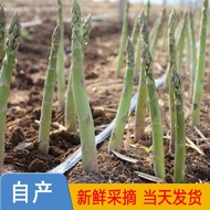 asparagus seed/anak pokok asparagus/asparagus fern/asparagus setaceus/ Selected tender asparagus freshly excavated witho
