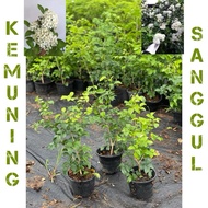 POKOK BUNGA KEMUNING SANGGUL