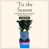 Bach Ngoc Lien body Cream