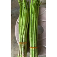 4pcs biji benih asparagus. special selected seeds. RM1